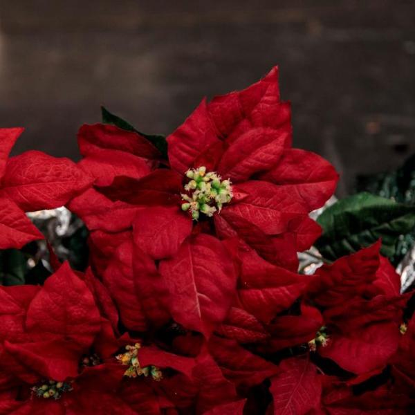 The Joy of Christmas – December 2024 Concert&nbsp;Photos